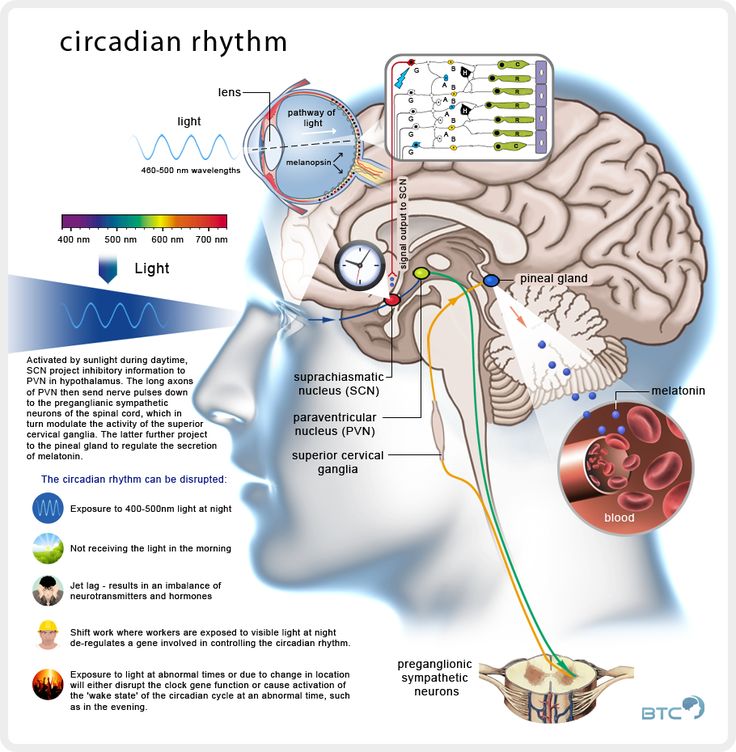 Circadian Rhythm Sleep Disorder - Sleep Disorders Resource